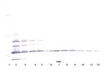 Resistin Antibody in Western Blot (WB)