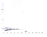 Resistin Antibody in Western Blot (WB)