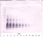CD178 (soluble) Antibody in Western Blot (WB)