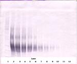 CD178 (soluble) Antibody in Western Blot (WB)