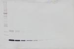 Leptin Antibody in Western Blot (WB)