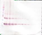 KGF Antibody in Western Blot (WB)