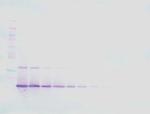 IL-21 Antibody in Western Blot (WB)