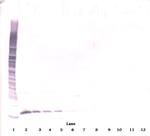 APRIL Antibody in Western Blot (WB)