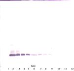 BMP-7 Antibody in Western Blot (WB)