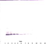 BMP-7 Antibody in Western Blot (WB)