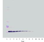 CXCL16 Antibody in Western Blot (WB)