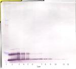 CXCL16 Antibody in Western Blot (WB)