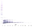 CXCL16 Antibody in Western Blot (WB)