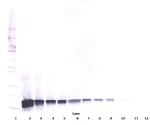 SCF Antibody in Western Blot (WB)