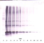 Adipolean variant Antibody in Western Blot (WB)