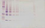 Adipolean variant Antibody in Western Blot (WB)