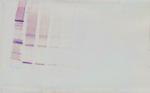 Adipolean variant Antibody in Western Blot (WB)