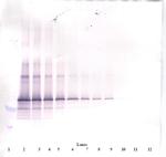 Follistatin Antibody in Western Blot (WB)