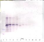 Follistatin Antibody in Western Blot (WB)