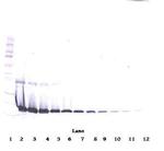 IL1RA Antibody in Western Blot (WB)