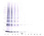 Galectin 1 Antibody in Western Blot (WB)