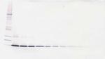 IL-22 Antibody in Western Blot (WB)