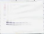 CCL4 Antibody in Western Blot (WB)