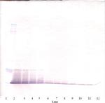 RELM alpha Antibody in Western Blot (WB)