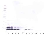 RELM alpha Antibody in Western Blot (WB)