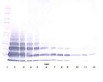 RELM beta Antibody in Western Blot (WB)