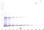 IL-1 alpha Antibody in Western Blot (WB)