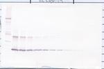 IL-1 alpha Antibody in Western Blot (WB)