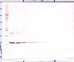 IL-1 beta Antibody in Western Blot (WB)