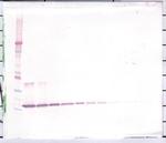 IL-1 beta Antibody in Western Blot (WB)