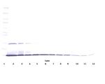 IL-22 Antibody in Western Blot (WB)