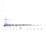 IL-22 Antibody in Western Blot (WB)