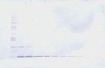 IL-22 Antibody in Western Blot (WB)