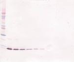 IL-13 Antibody in Western Blot (WB)