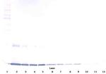 GM-CSF Antibody in Western Blot (WB)