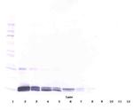 PlGF-1 Antibody in Western Blot (WB)