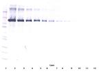 CD22 (soluble) Antibody in Western Blot (WB)