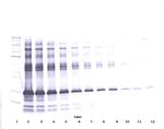 IGFBP-1 Antibody in Western Blot (WB)