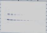 IGFBP-1 Antibody in Western Blot (WB)