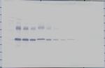 IGFBP-1 Antibody in Western Blot (WB)