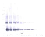 IL-2 Antibody in Western Blot (WB)