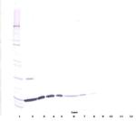 IL-2 Antibody in Western Blot (WB)