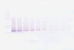 IGFBP3 Antibody in Western Blot (WB)