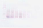 IGFBP3 Antibody in Western Blot (WB)