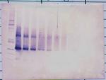 IGFBP5 Antibody in Western Blot (WB)