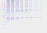 Nanog Antibody in Western Blot (WB)