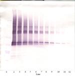 Nanog Antibody in Western Blot (WB)