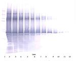 Nanog Antibody in Western Blot (WB)