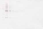 Adiponectin Antibody in Western Blot (WB)