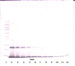 IL-4 Antibody in Western Blot (WB)